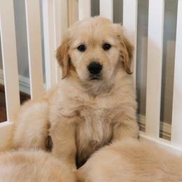 Golden Retriever Puppies from Pups by Piper