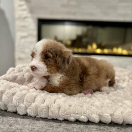 Sparrow - Merle female Bernedoodle puppy in Spring, Texas from Sterling Star Doodles