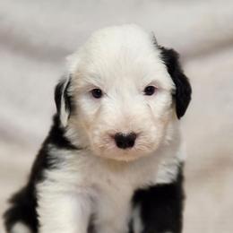 Ivory collar - Gray and white female Old English Sheepdog puppy in Smallett, Missouri from Chasin Angus Sheepdogs