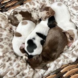 Dachshund Puppies from 2 Knights Doxies