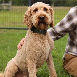 Murphy - Goldendoodle