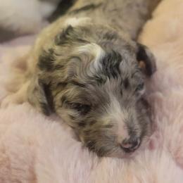 Dottie - Blue merle female Aussiedoodle puppy in Yacolt, Washington from Aussiedoodles by Maggie