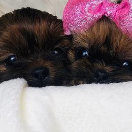 Shih Tzus from Lil’ Bit’s Shih Tzu