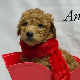 Goldendoodles from Purrfect Doodles