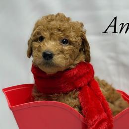 Goldendoodles from Purrfect Doodles