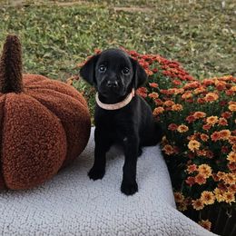 Pink Collar Female - Black female Labrador Retriever puppy in Lubbock, Texas from Bentwood Cove Kennel