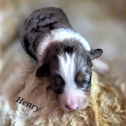 Henry - Black tri male Toy Australian Shepherd puppy in Viking, Minnesota from Son Shine Farm