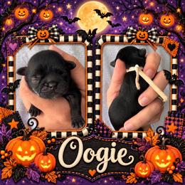 Oogie - Black female Shih Tzu puppy in Connersville, Indiana from Sugar and Spice Shihtzus