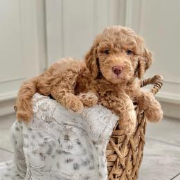 Bedtime Bear- Light Blue Collar - Apricot male Goldendoodle puppy in Bay City, Texas from Charming Doods Goldendoodles