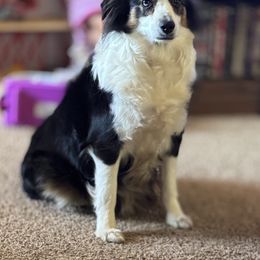 Pearl - Toy Australian Shepherd