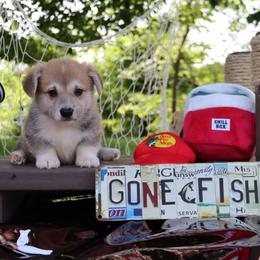 Bart - Red male Pembroke Welsh Corgi puppy in Pollock, Missouri from Northstar