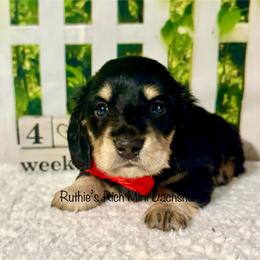 Winston - Black and cream male Dachshund puppy in Lakeland, Florida from Ruthie’s Rich Mini Dachshunds