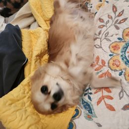 Roxy - Chihuahua