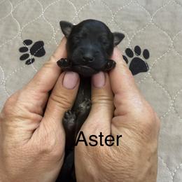 Aster - Brown male Whoodle puppy in Pima, Arizona from Schmidt's K9s