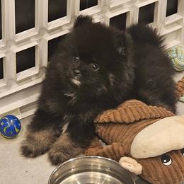 Pomsky Puppies from Amazing High Desert Pomskys