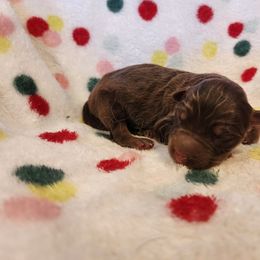 Rasin - Liver male German Shepherd puppy in Los Lunas, New Mexico from Mali's German Shepherds