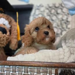 Girl 3 - Red female Cavapoo puppy in Lincolnton, North Carolina from Cuddable Pups