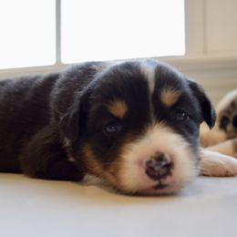 Liberty - female Australian Shepherd puppy in Lyons, Georgia from Canyon South Aussies