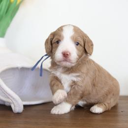 Blue Collar Boy - Parti male Goldendoodle puppy in Hobbs, New Mexico from Goldie Locks Golden Retrievers & Doodles