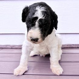 John Darling - Parti male Goldendoodle puppy in Pittsburg, Texas from Peachy Pine Goldendoodles