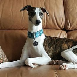 Whippet All Grown Up from Copestone Whippets
