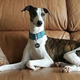 Whippet All Grown Up from Copestone Whippets