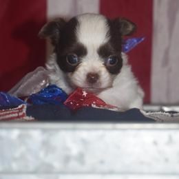 Chloe - Chocolate and white female Chihuahua puppy in Gloucester, Virginia from Charlotte's Web of Chihuahuas