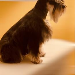 Ciello - Miniature Schnauzer