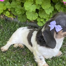 Dachshunds from Raws Doxies