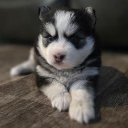 Georgia - Black and white female Pomsky puppy in Coatesville, Pennsylvania from Peaceful Pomskys