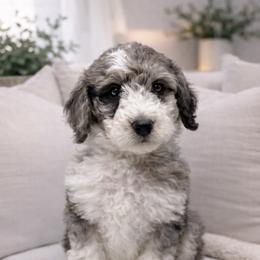Theo - Merle male Sheepadoodle puppy in Thornville, Ohio from Four Front Doodles & Friends