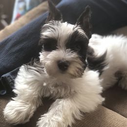Bella - Miniature Schnauzer