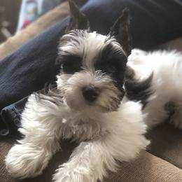 Bella - Miniature Schnauzer
