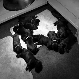 Giant Schnauzer Puppies from Riesenschnauzers von Reh Bach