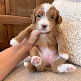 May - Apricot female Goldendoodle puppy in Gilbert, Arizona from Doodle Bliss