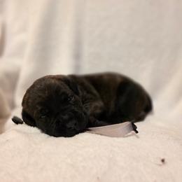 Silver Collar - Black brindle male Cane Corso puppy in Pylesville, Maryland from Safe Haven Cane Corso