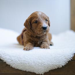Burgundy girl - Pocahontas - Red  female Goldendoodle puppy in Duncan, South Carolina from Abner Creek Poodles & Doodles