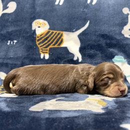 Chocolate and Cream Boy - Chocolate and cream male Dachshund puppy in Fontana, California from Oscar Meyer’s Weenies