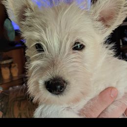 Sweetheart - Wheaten male Scottish Terrier puppy in Oak Harbor, Ohio from Scotland Yard Kennels