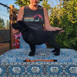 Black female - Black female Labrador Retriever puppy in Yelm, Washington from Prince Labradors