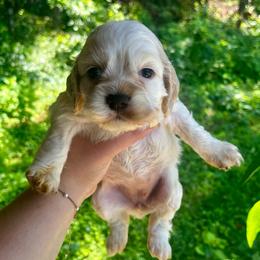 Female 3 - Buff and white female Cocker Spaniel puppy in Clinton, Tennessee from High Hopes Hounds