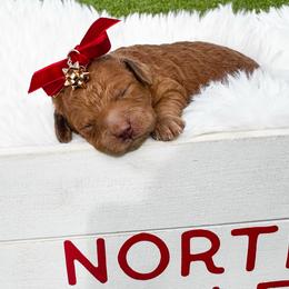 Ariel - Red  female Goldendoodle puppy in Phoenix, Arizona from Amore Doodles & Poodles