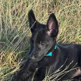 Black Malinois Female Super Smart and Loving - Black female Belgian Malinois puppy in Irmo, Texas from Kaizen Ruach Malinois