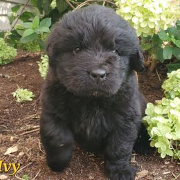 Ivy - Black female Newfoundland puppy in Winfield, Pennsylvania from Najuananlo Newfoundlands