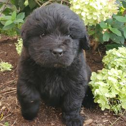 Ivy - Black female Newfoundland puppy in Winfield, Pennsylvania from Najuananlo Newfoundlands