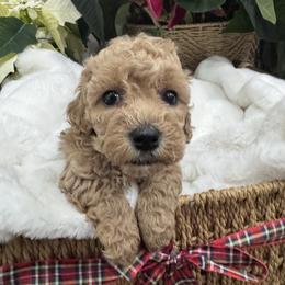 Stella - Red  female Goldendoodle puppy in Oregon City, Oregon from Jessica's  Goldendoodle’s