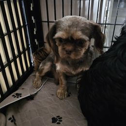 Dex - Shih Tzu