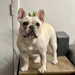 Marshmallow - French Bulldog