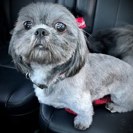 Punky - Shih Tzu