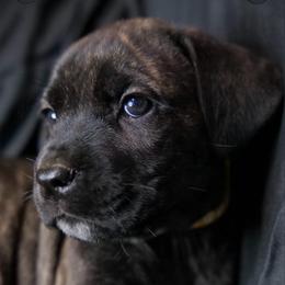 Yellow collar Brindle Girl - Gray brindle female Cane Corso puppy in Atlanta, Georgia from Cane Corso’s of Atlanta